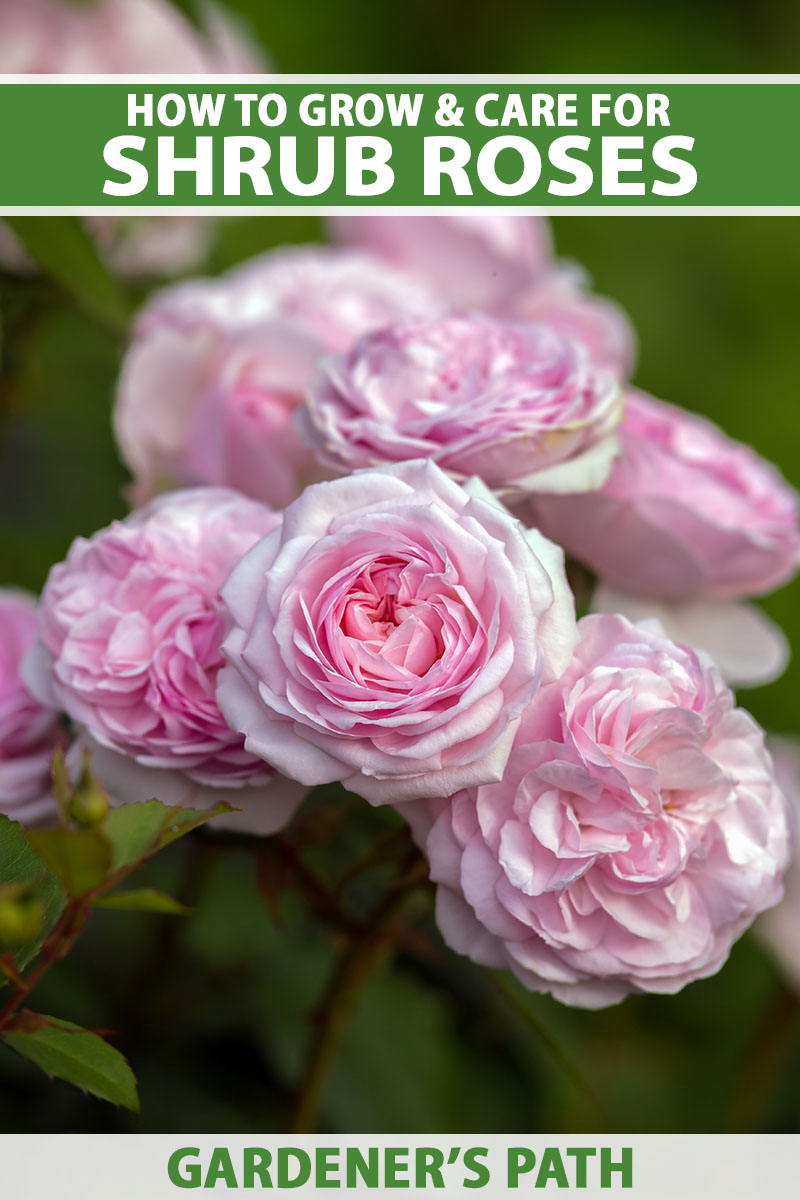 A close up vertical image of pink David Austin roses growing in the garden pictured on a soft focus background. To the top and bottom of the frame is green and white printed text.