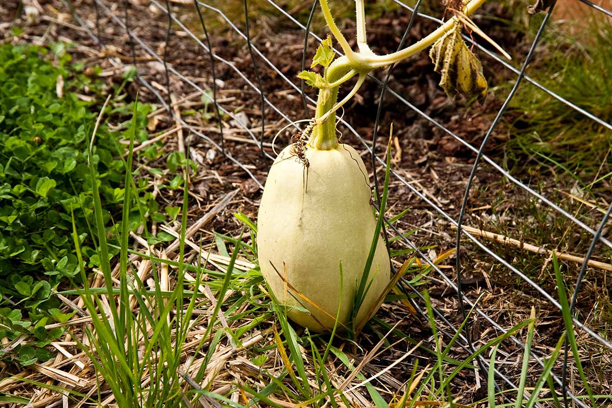 A close up horizontal image of a spaghetti squash growing in the garden supported by a metal trellis.