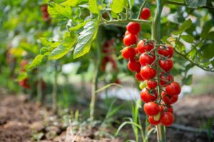 A close up horizontal image of a ripe red cluster of cherry tomatoes growing in the garden pictured in light sunshine on a soft focus background.