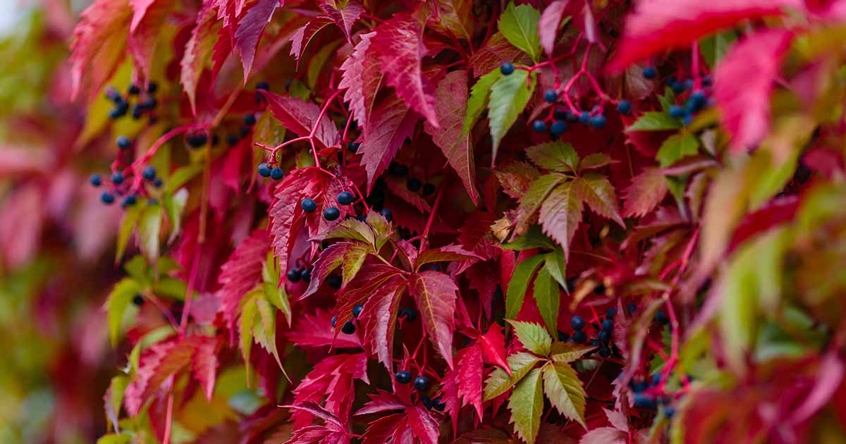 Image of Virginia creeper plant for shade