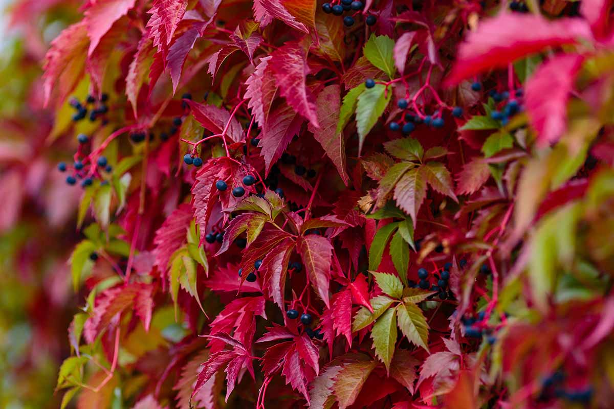 how to plant and grow virginia creeper | gardener's path