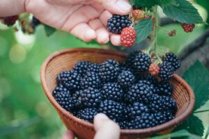 A close up horizontal image of a hand from the top of the frame picking ripe blackberries from the bush and placing them in a wicker basket.