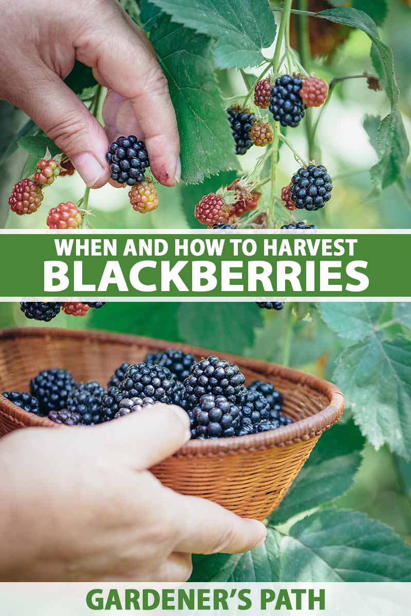 A close up vertical image of a two hands picking fresh blackberries. To the center and bottom of the frame is green and white printed text.