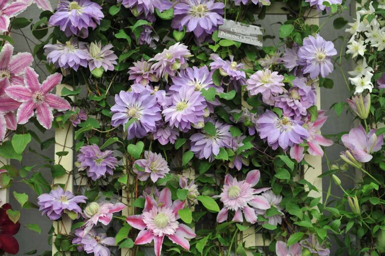 A close up horizontal image of purple 'Princess Charlotte' clematis growing on the outside of a residence.