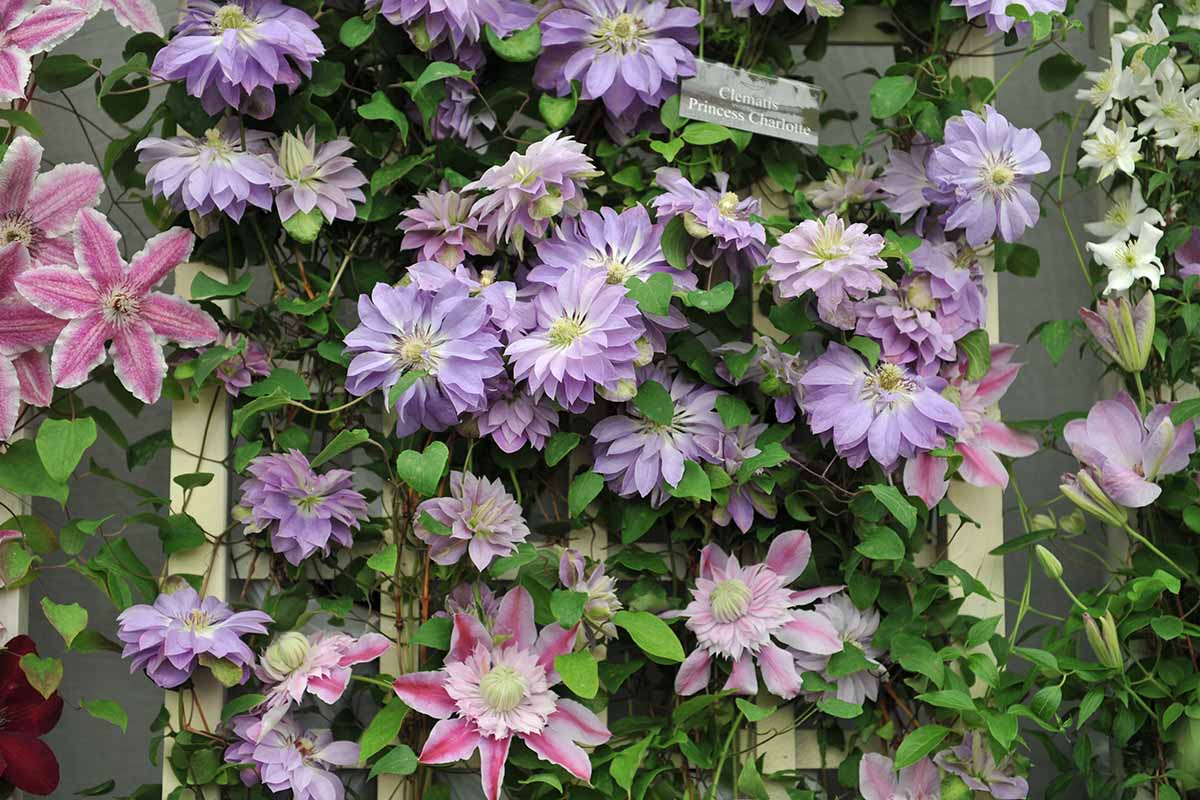 Clematis The Complete Guide 
