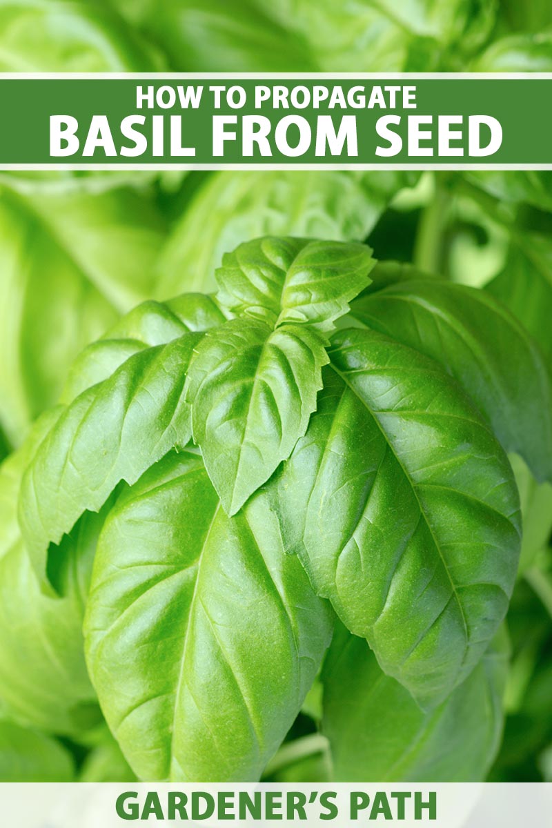 A close up vertical image of the bright green leaves of a basil plant fading to soft focus in the background. To the top and bottom of the frame is green and white printed text.