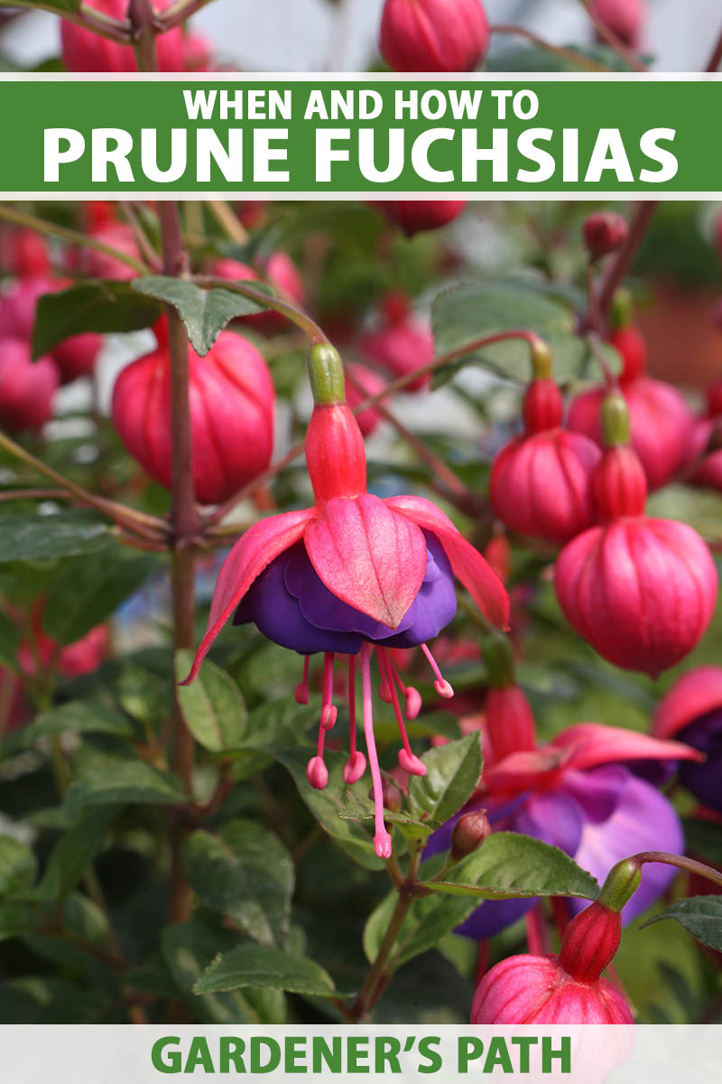 A close up vertical image of bright red and purple fuchsia flowers growing in the summer garden pictured on a soft focus background. To the top and bottom of the frame is green and white printed text.