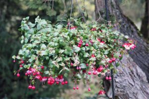 A close up horizontal image of a fuchsia plant growing in a hanging basket with bright red blooms and buds.