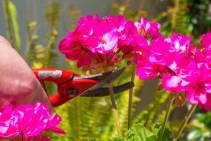 A close up horizontal image of a hand from the left of the frame using a pair of pruners to deadhead geranium flowers pictured in light sunshine.
