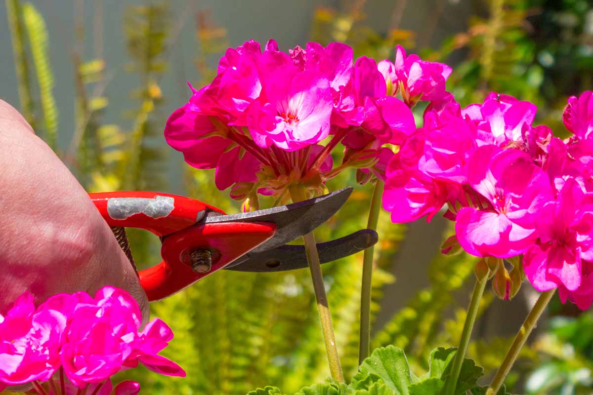 A close up horizontal image of a hand from the left of the frame using a pair of pruners to deadhead geranium flowers pictured in light sunshine.