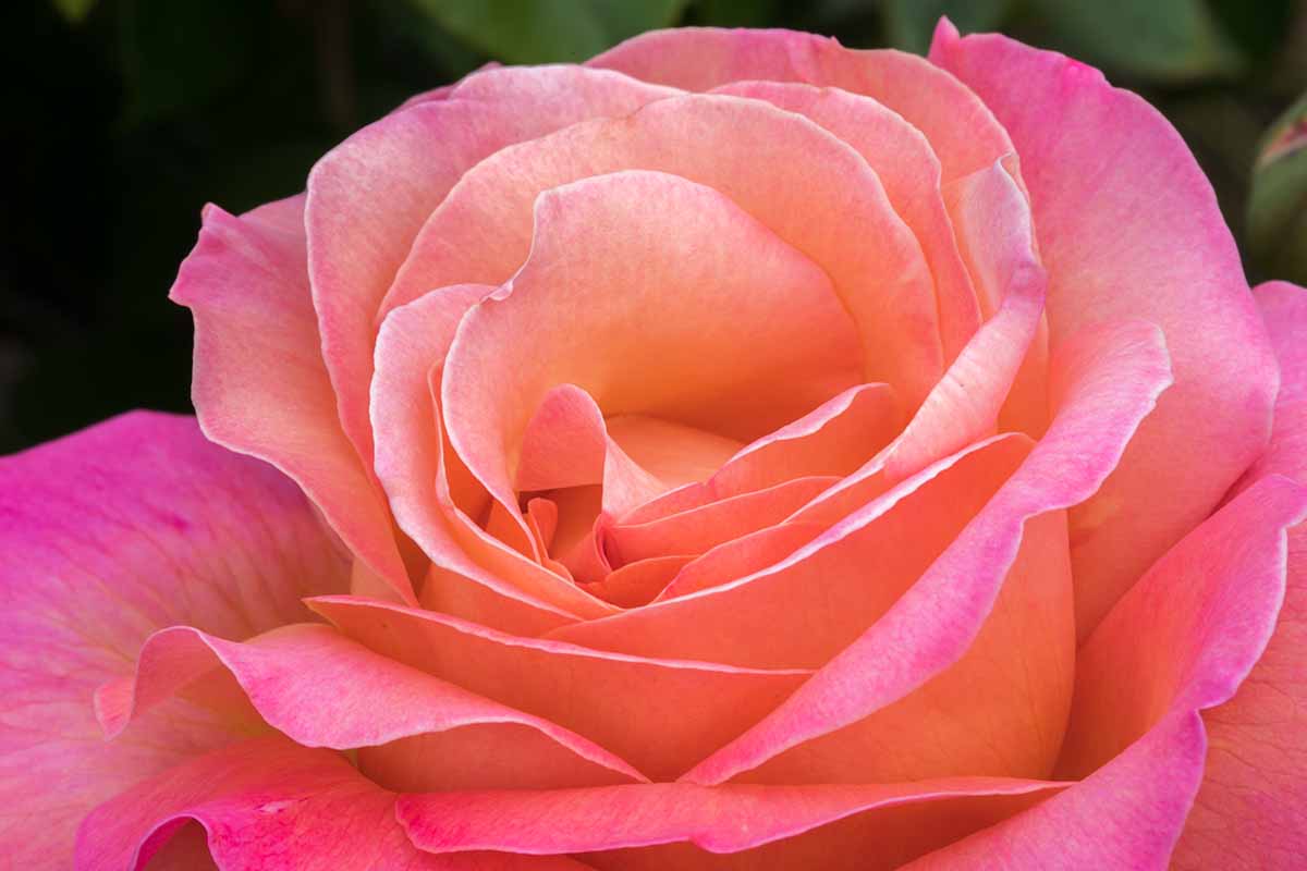 A close up horizontal image of a rose flower pictured on a soft focus background.