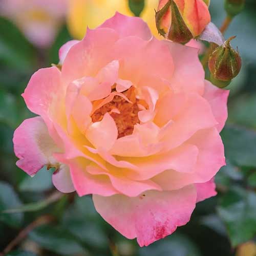 A close up square image of the delicately pink and orange 'Italian Ice' rose flower pictured on a soft focus background.