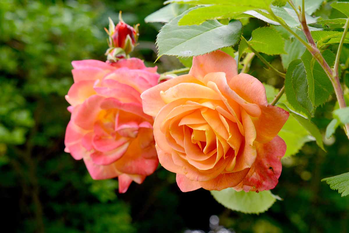 A close up horizontal image of 'Joseph's Coat' roses growing in the garden.