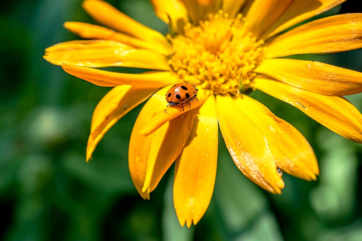 A close up horizontal image of a yellow pot marigold flower with a ladybug on one of the petals pictured in bright sunshine on a soft focus background.