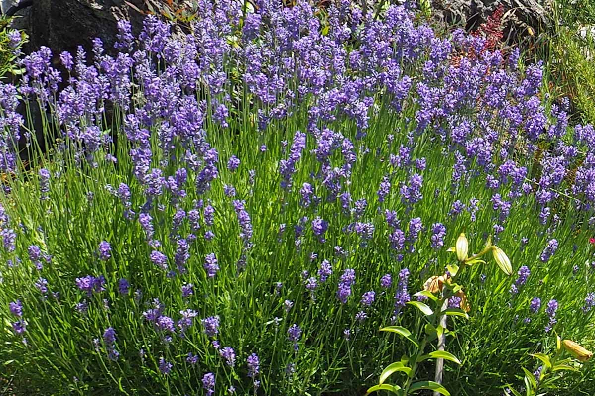 A close up horizontal image of a large patch of lavender growing in the garden.