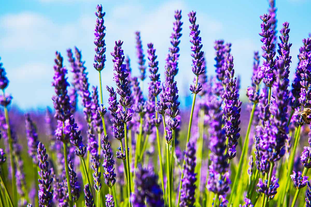 A close up horizontal image of purple lavender growing in a field in bright sunshine pictured on a blue sky background.