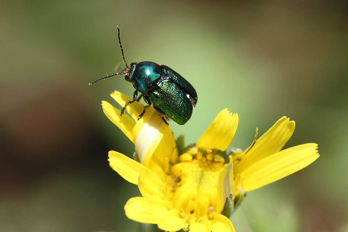 A close up of a shiny leaf beetle on a yellow flower pictured on a soft focus background.
