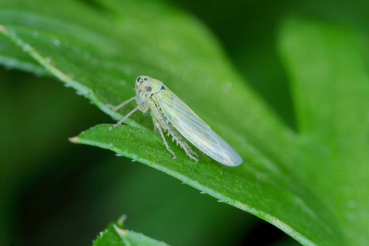 A close up horizontal image of a leafhopper (Macrosteles laevis) on a green leaf pictured on a dark background.