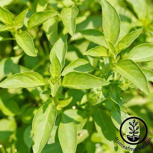 A close up square image of lemon basil growing in the garden in bright sunshine. To the bottom right of the frame is a black circular logo with text.