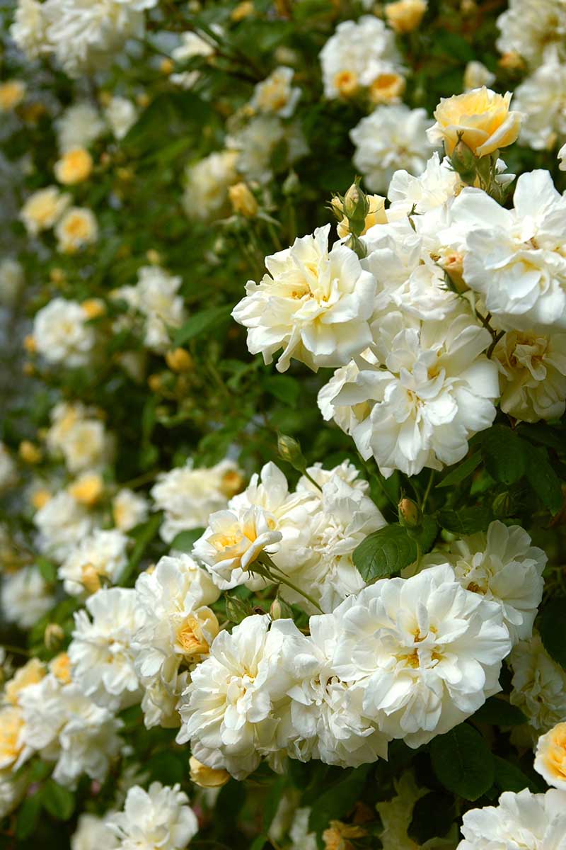 A close up vertical image of 'Malvern Hills' climbing roses growing in the garden.