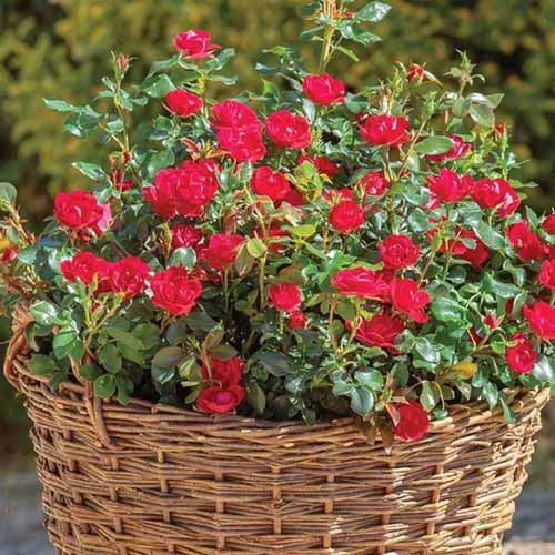 A close up square image of miniature Knock Out 'Meibenbino' flowers in a wicker basket.