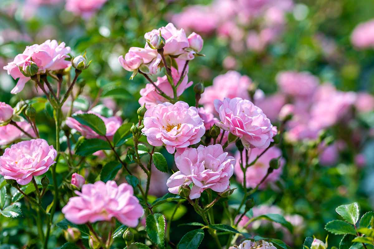 A close up horizontal image of 'Fairy' teacup roses growing in the summer garden pictured on a soft focus background.