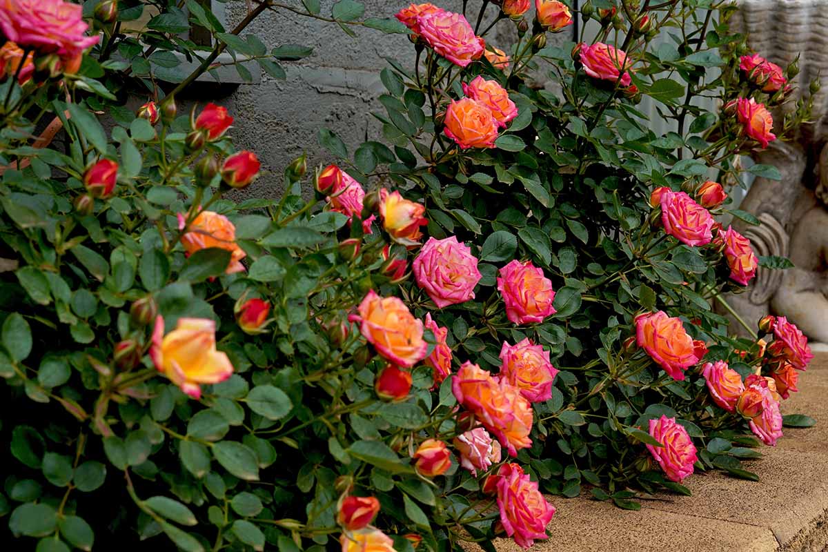 A close up horizontal image of a row of miniature roses growing in a patio garden with a gray fence in the background.