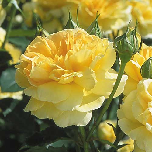 A close up square image of a yellow 'Molineux' English rose flower pictured in light sunshine.