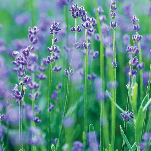 A close up square image of 'Munstead' lavender pictured on a soft focus background.