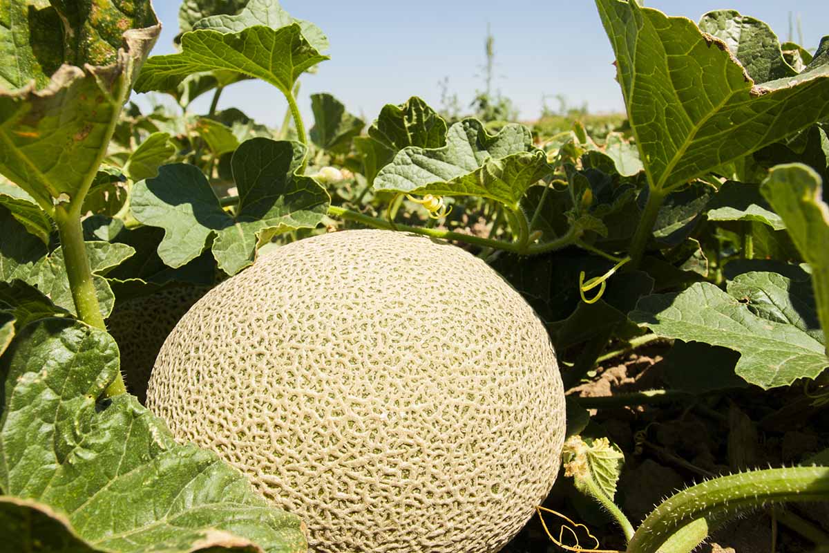 A close up horizontal image of a muskmelon growing in the garden pictured in bright sunshine.