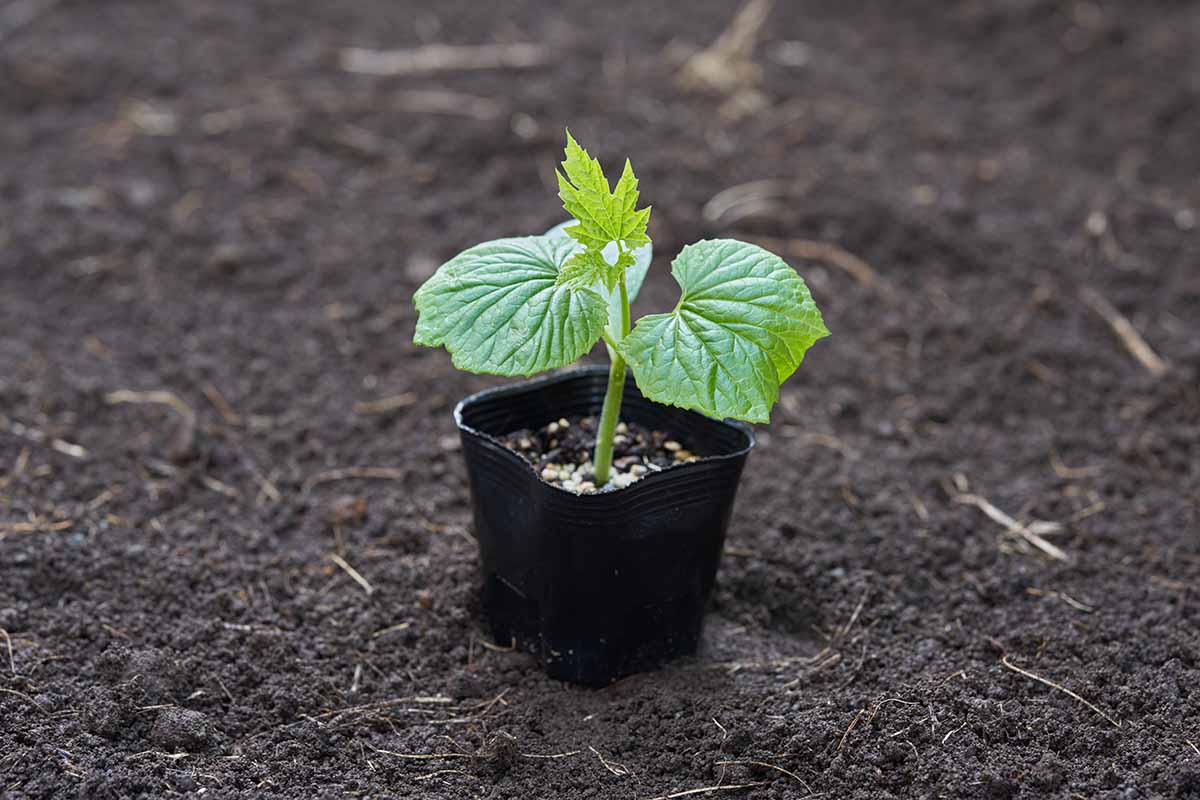 A close up horizontal image of a seedlings in a black plastic pot set outside on dark rich soil.