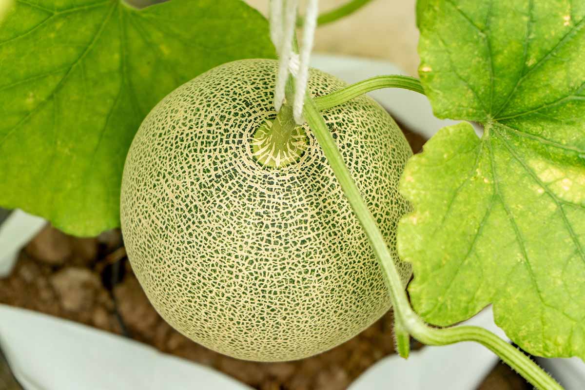 A close up horizontal image of a muskmelon ripening on the vine.