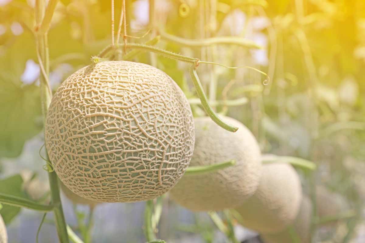 A close up horizontal image of cantaloupes ripening on the vine pictured in light evening sunshine.