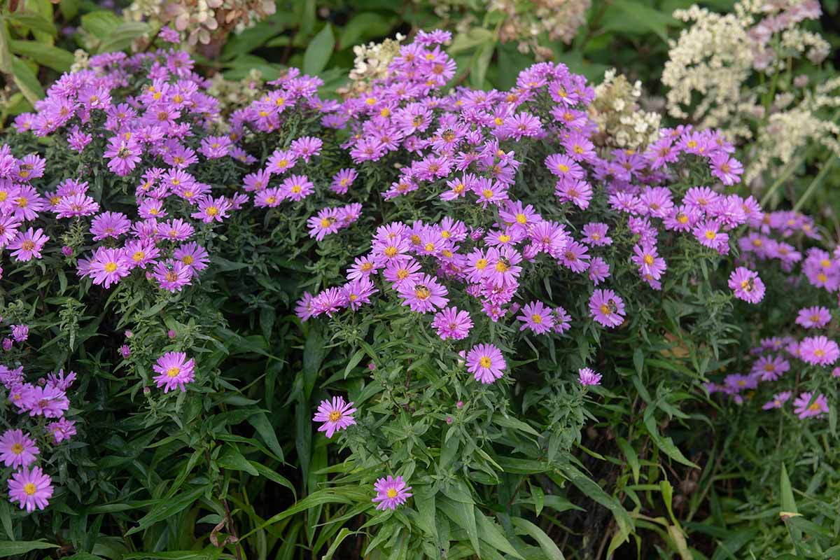 A close up horizontal image of pink New York aster flowers growing in the summer garden.