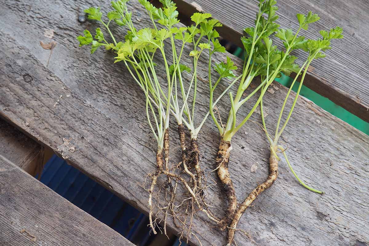 A close up horizontal image of parsley plants that have been uprooted to show the size of the taproots, set on a wooden surface.