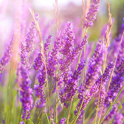 A close up square image of 'Phenomenal' pink lavender flowers pictured in light sunshine.