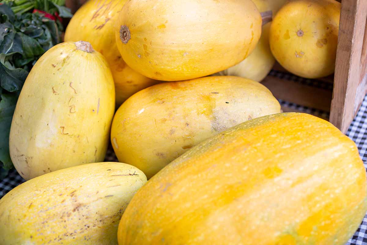 A close up horizontal image of a pile of freshly harvested spaghetti squash.