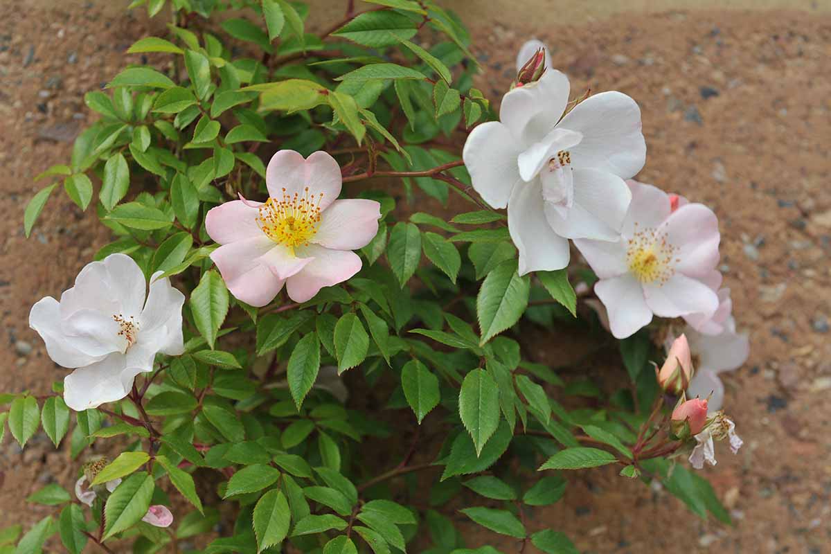 A close up horizontal image of light pink climbing roses growing on the side of a building.