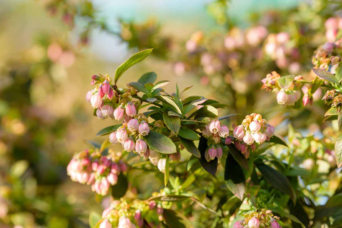 A close up horizontal image of pink flowers on a blueberry bush growing in the garden pictured on a soft focus background.