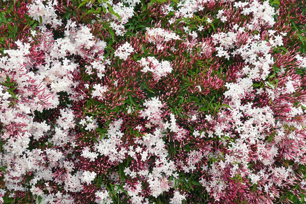 A close up horizontal image of pink flowers and deep red buds of Jasminum polyanthum.