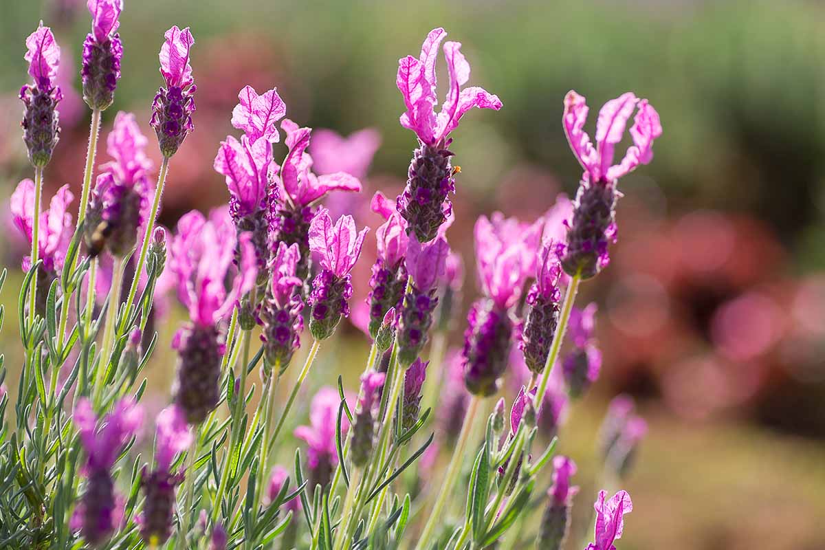 A close up horizontal image of pink lavender flowers pictured in bright sunshine on a soft focus background.