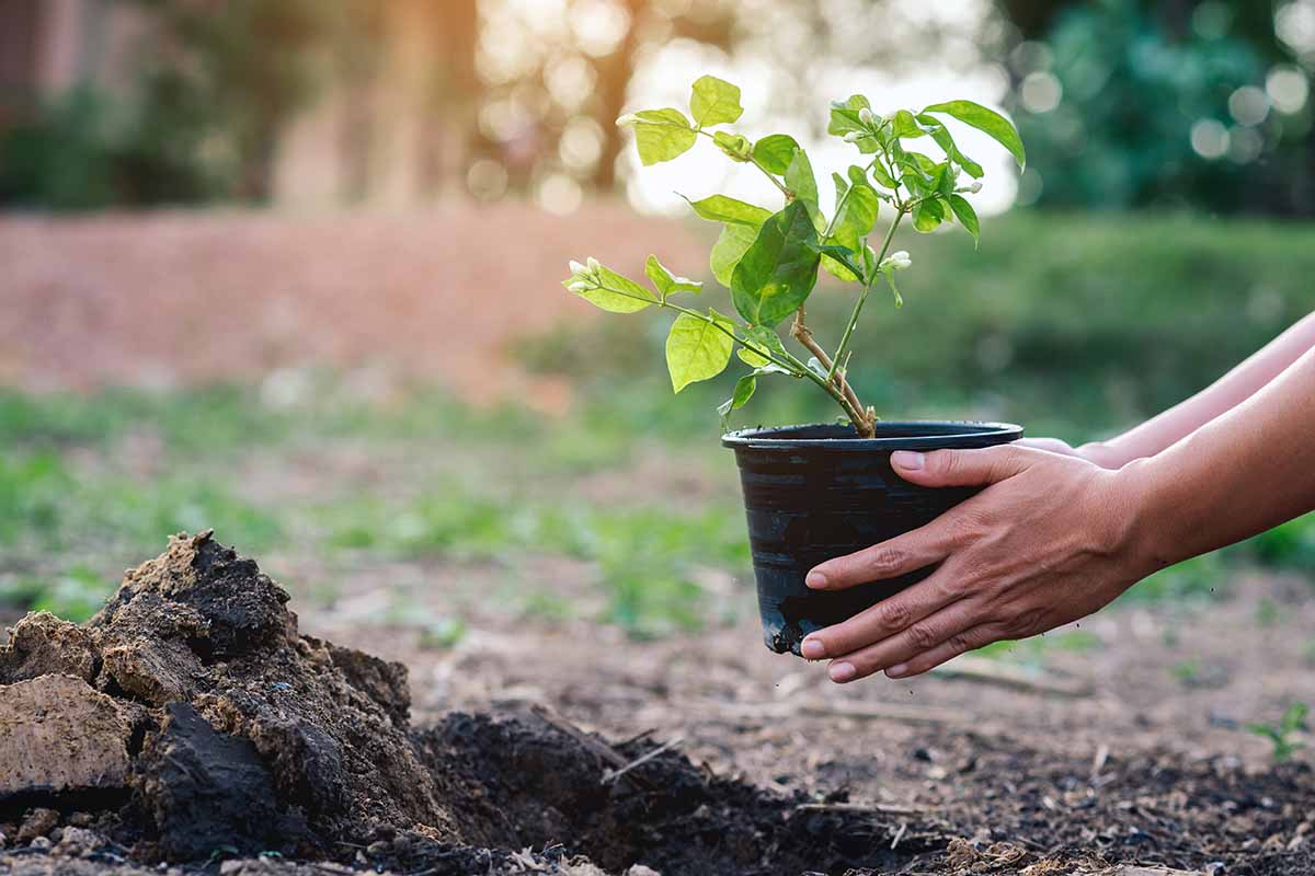 A close up horizontal image of two hands from the right of the frame holding up a seedling in a black plastic pot prior to transplanting it out into the garden.