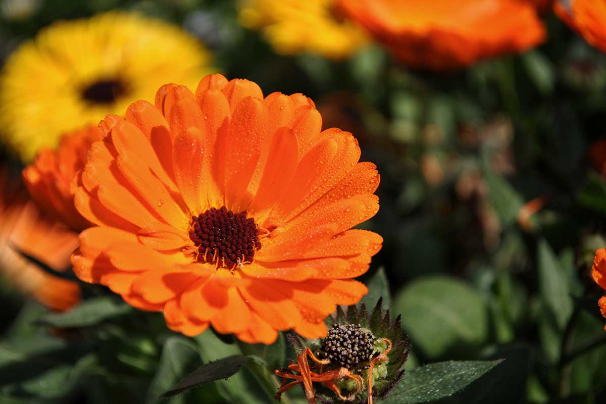 A close up horizontal image of pot marigold (calendula) flowers growing in the summer garden.