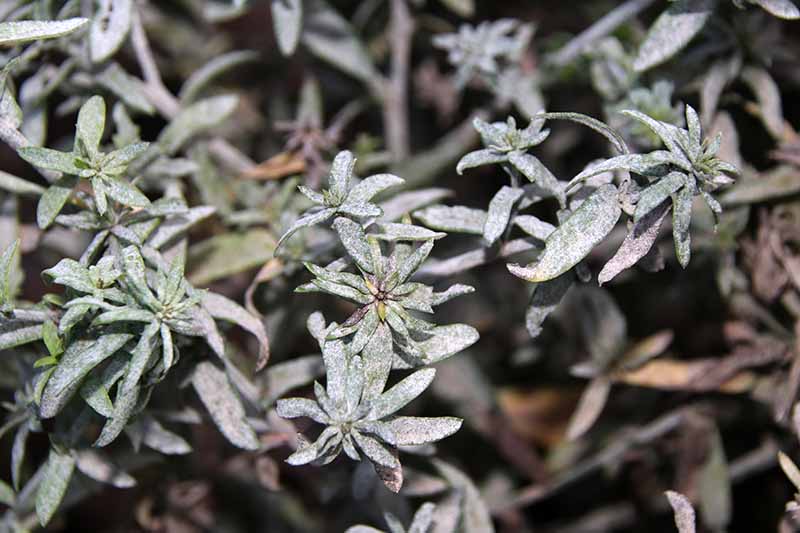 A close up horizontal image of bushy aster (Symphyotrichum dumosum) foliage covered in a layer of powdery mildew.