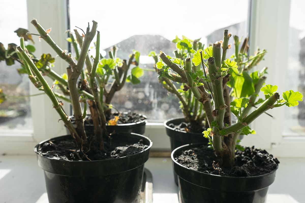 A close up horizontal image of geranium plants in small pots set on a windowsill.