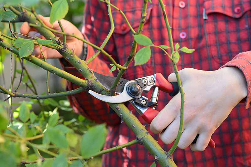 A close up horizontal image of a gardener pruning the stems of a climbing rose.