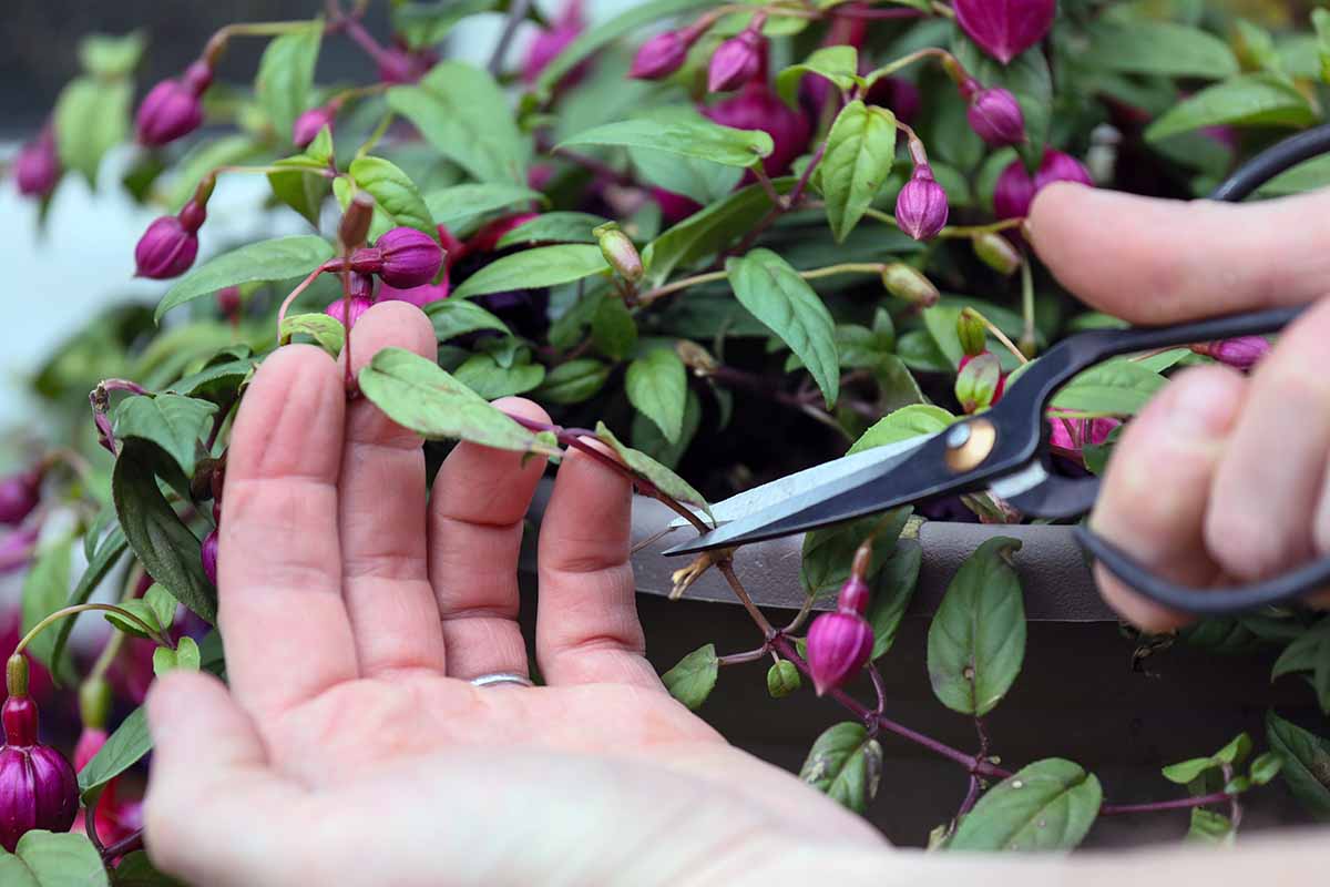 A close up horizontal image of a two hands using scissors to snip the stems of a budding fuchsia plant.
