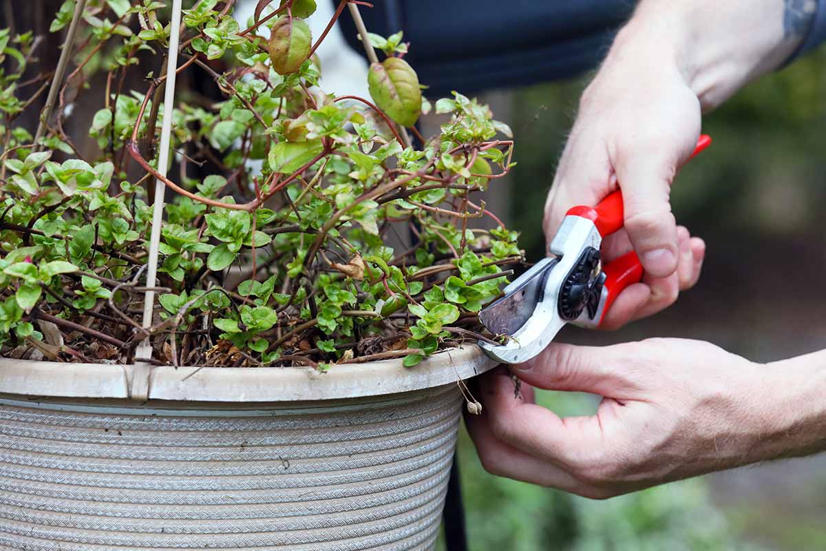 A close up horizontal image of a gardener using a pair of pruners to snip the stems of a plant growing in a hanging basket.