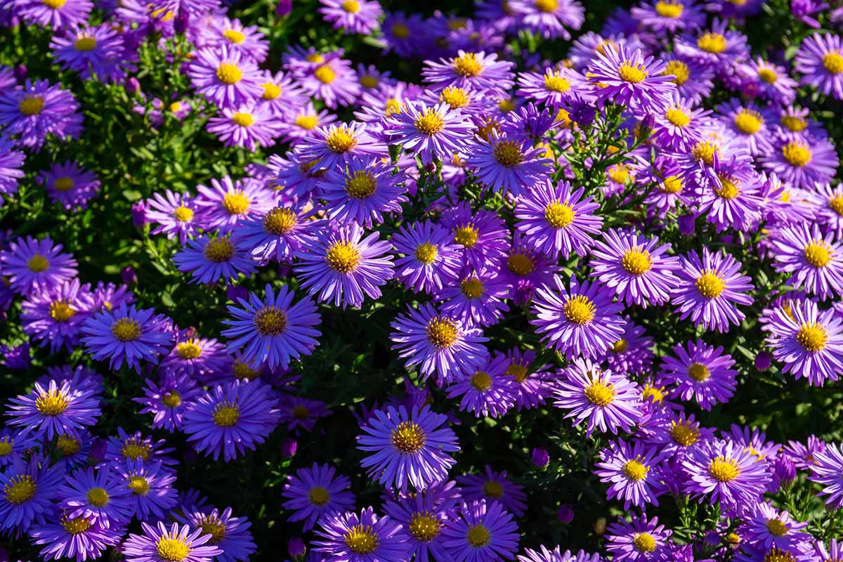 A close up horizontal image of purple aster flowers growing in the garden pictured in light filtered sunshine.