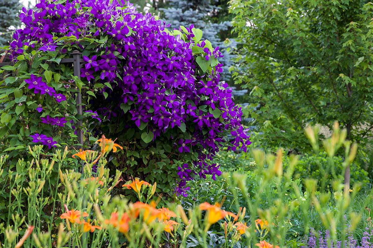 A horizontal image of a lush flower garden with purple clematis flowers growing on a trellis.